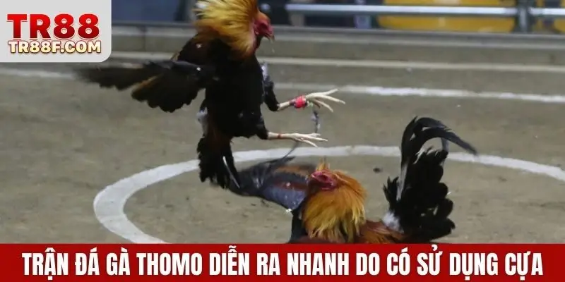Cập Nhật Luật Chơi Và Cá Cược Đá Gà Thomo Chi Tiết Nhất