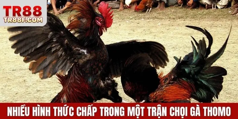 Cập Nhật Luật Chơi Và Cá Cược Đá Gà Thomo Chi Tiết Nhất