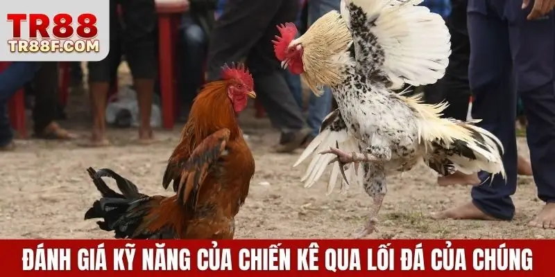Cập Nhật Luật Chơi Và Cá Cược Đá Gà Thomo Chi Tiết Nhất
