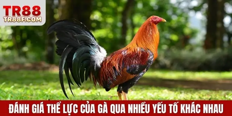 Đá Gà Cựa Dao - Bí Kíp Cược Thắng Lớn Khi Tham Gia Bắt Kèo