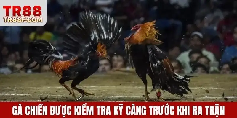 Đá Gà Cựa Dao - Bí Kíp Cược Thắng Lớn Khi Tham Gia Bắt Kèo
