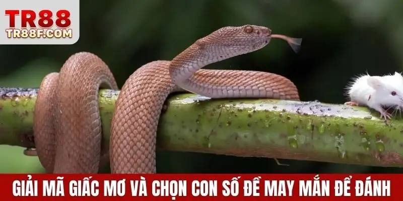 Mơ Thấy Rắn Là Điềm Gì? Giải Mã & Con Số May Mắn Cụ Thể