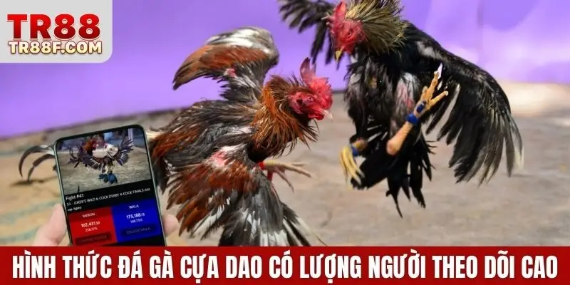 Đá Gà Cựa Dao - Bí Kíp Cược Thắng Lớn Khi Tham Gia Bắt Kèo