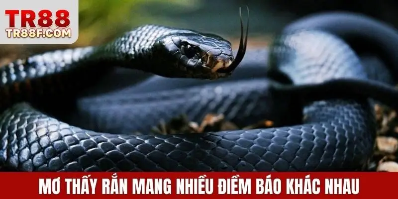 Mơ Thấy Rắn Là Điềm Gì? Giải Mã & Con Số May Mắn Cụ Thể