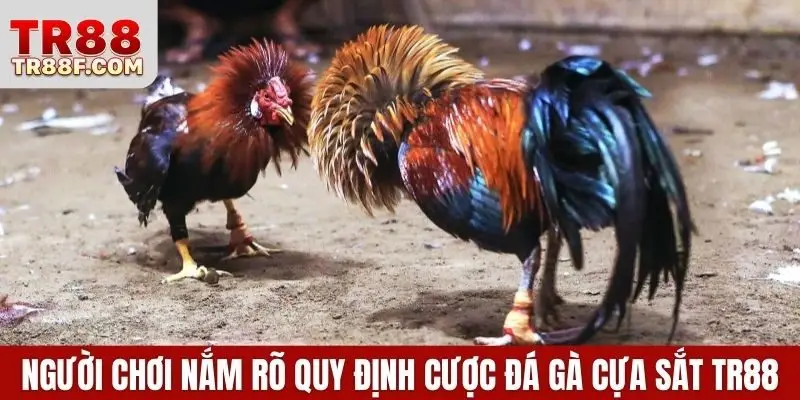 Đá Gà Cựa Sắt - Luật Chơi & Bí Quyết Chọn Chiến Kê Chuẩn