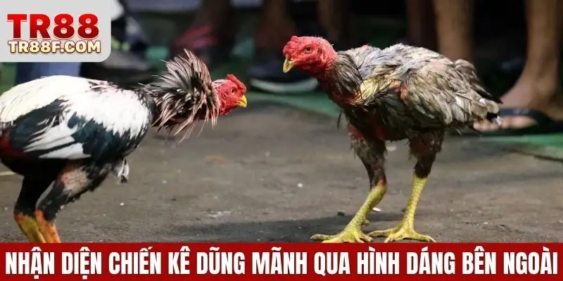 Đá Gà Cựa Sắt - Luật Chơi & Bí Quyết Chọn Chiến Kê Chuẩn