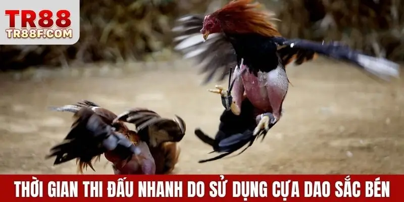 Đá Gà Cựa Sắt - Luật Chơi & Bí Quyết Chọn Chiến Kê Chuẩn