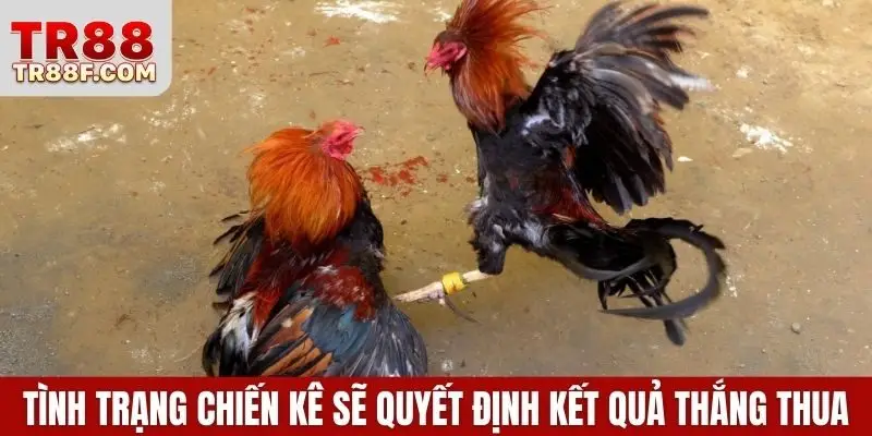 Đá Gà Cựa Dao - Bí Kíp Cược Thắng Lớn Khi Tham Gia Bắt Kèo