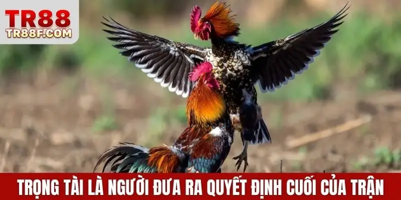 Cập Nhật Luật Chơi Và Cá Cược Đá Gà Thomo Chi Tiết Nhất