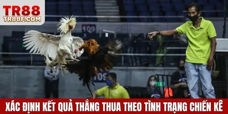 Đá Gà Cựa Sắt - Luật Chơi & Bí Quyết Chọn Chiến Kê Chuẩn